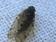 Tachycixius pilosus