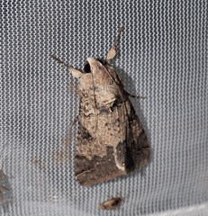 Melipotis agrotoides