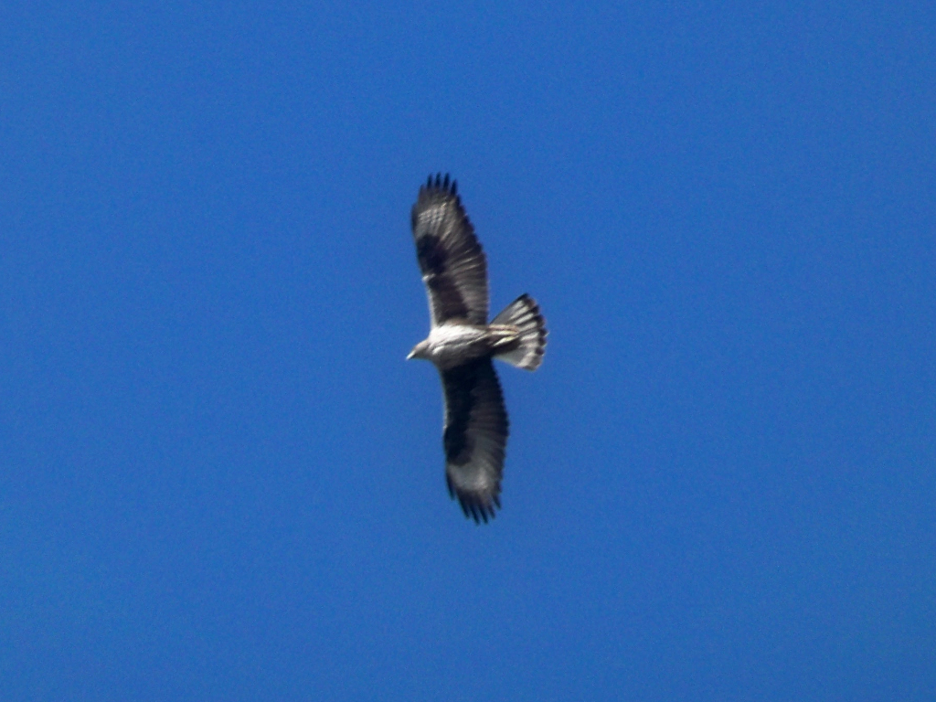 Bonelli's Eagle