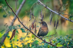 Turdus merula aterrimus