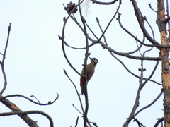 Dendrocopos himalayensis