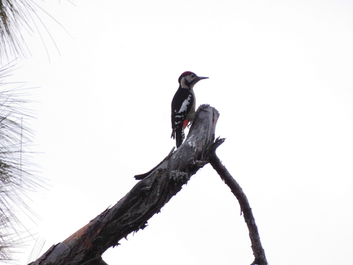 Himalayan Woodpecker (Dendrocopos himalayensis)