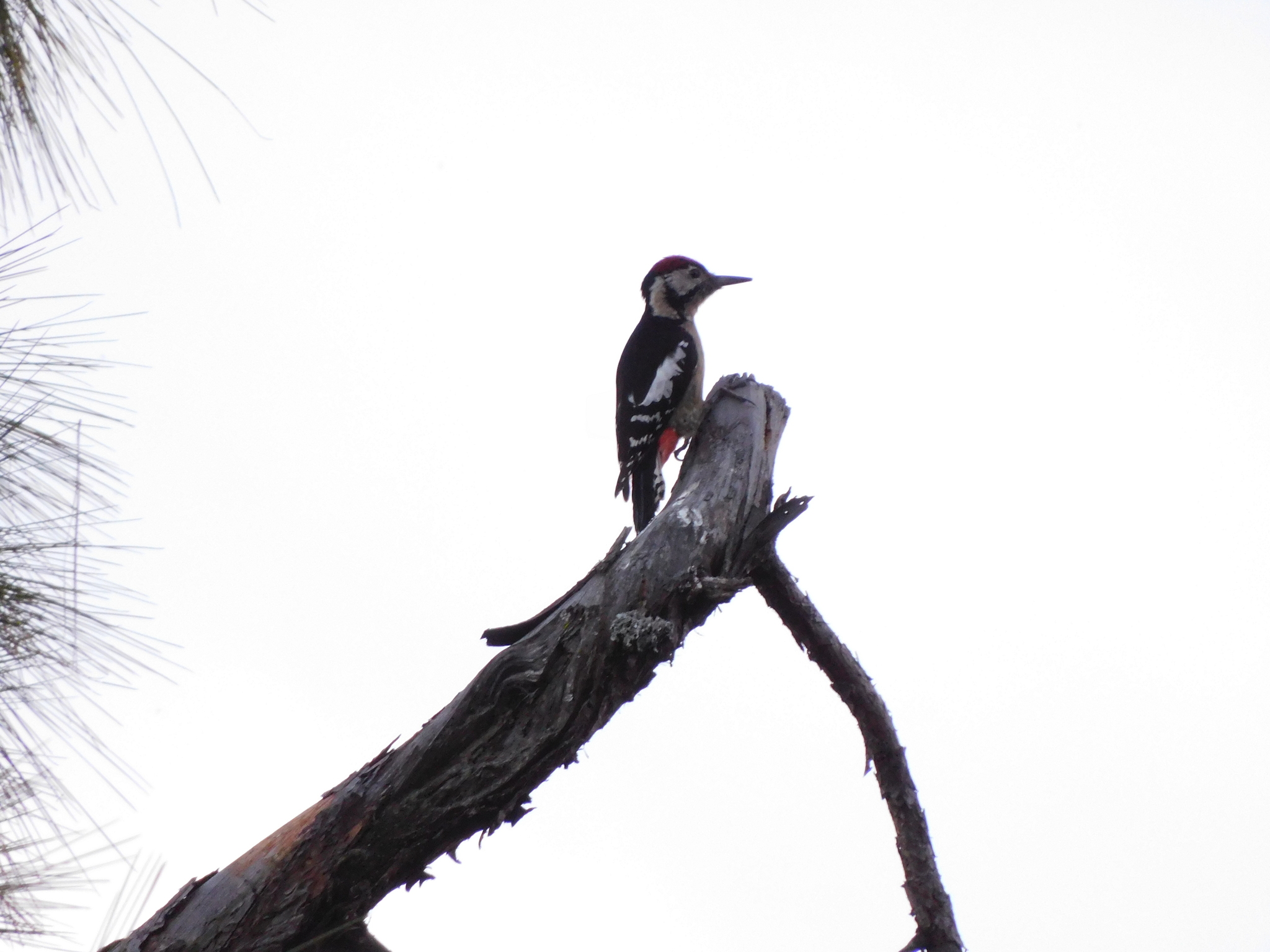 Himalayan Woodpecker illustration