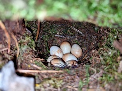 Erithacus rubecula rubecula