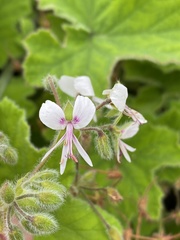 Pelargonium tomentosum