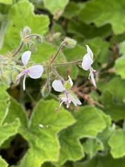 Pelargonium tomentosum