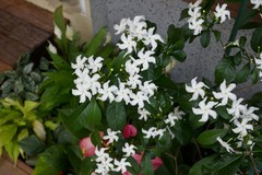 Tabernaemontana corymbosa