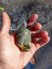 Cyanistes caeruleus caeruleus