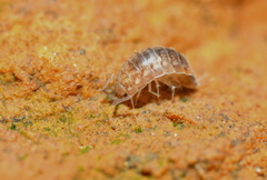 Chaetophiloscia cellaria