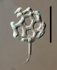 Clathrosphaerina zalewskii