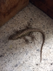 Sceloporus grammicus