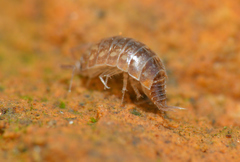 Chaetophiloscia cellaria