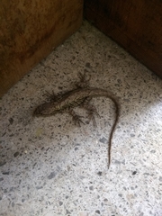 Sceloporus grammicus