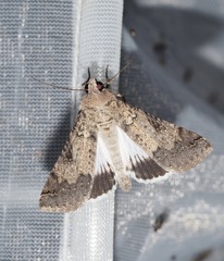 Melipotis agrotoides