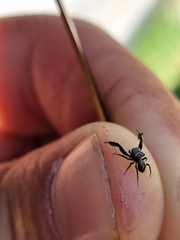 Harmochirus luculentus