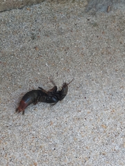 Platydracus scabrosus