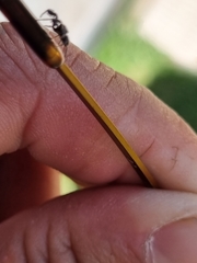 Harmochirus luculentus