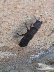 Platydracus scabrosus