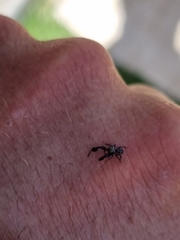 Harmochirus luculentus