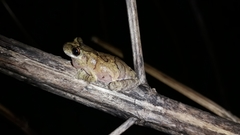 Dendropsophus soaresi