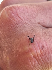 Harmochirus luculentus