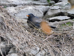 Turdus boulboul