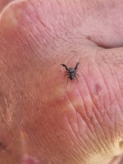 Harmochirus luculentus