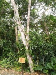 Albizia adinocephala