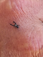 Harmochirus luculentus