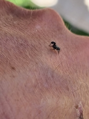 Harmochirus luculentus