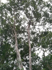 Albizia adinocephala