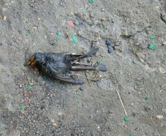 Erithacus rubecula rubecula