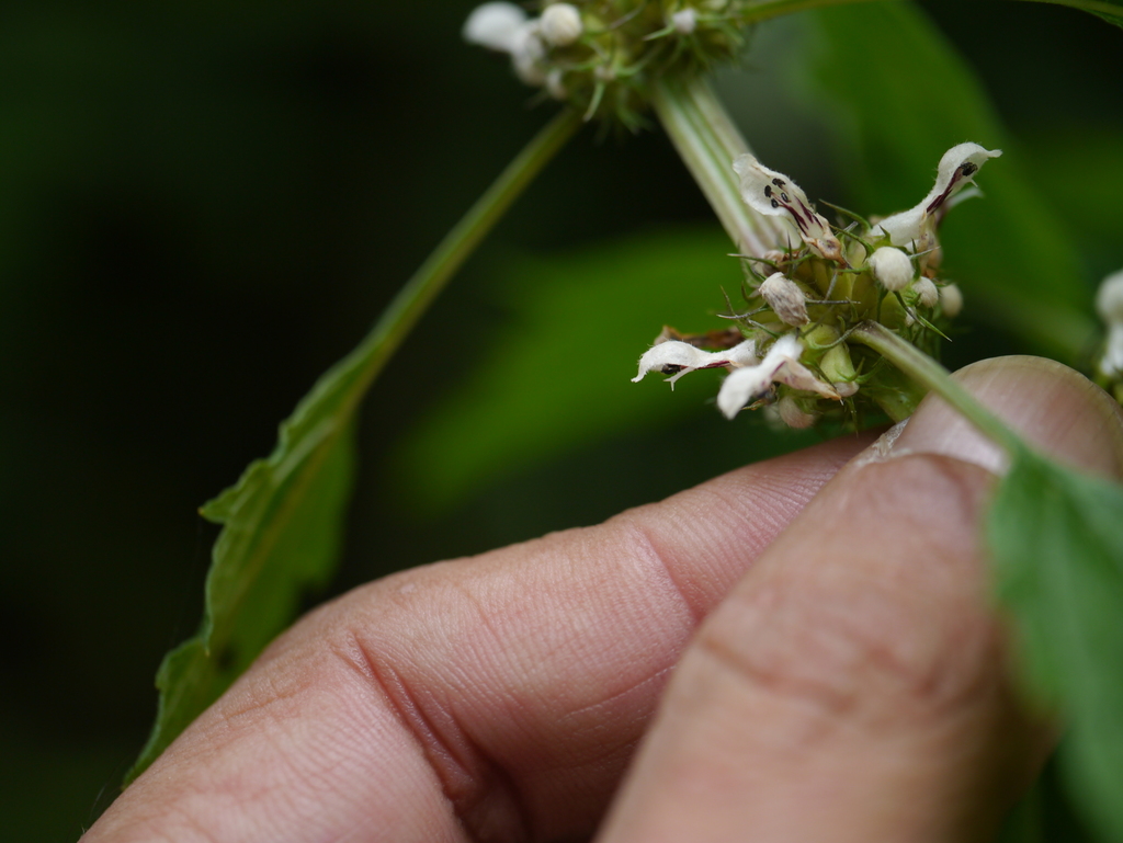 Leonurus pubescens