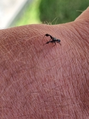 Harmochirus luculentus