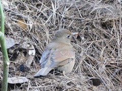 Turdus boulboul