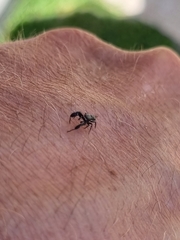 Harmochirus luculentus