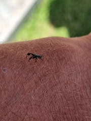 Harmochirus luculentus