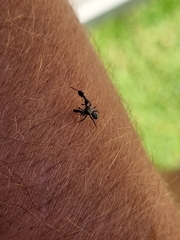 Harmochirus luculentus