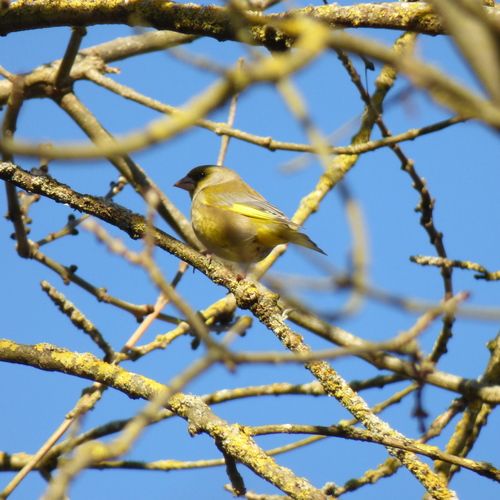 Chloris chloris