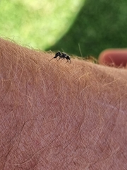 Harmochirus luculentus