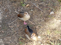 Alopochen aegyptiaca