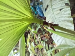 Micrathena sexspinosa