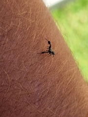 Harmochirus luculentus