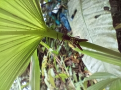 Micrathena sexspinosa