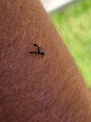 Harmochirus luculentus