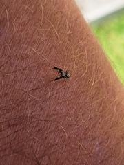 Harmochirus luculentus