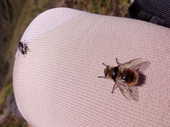 Cephenemyia stimulator
