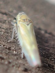 Fruticidia bisignata