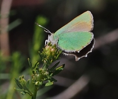Callophrys dumetorum