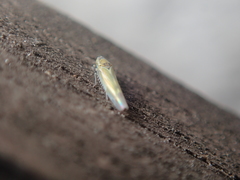 Fruticidia bisignata